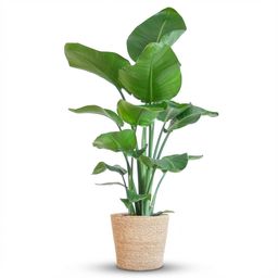 Strelitzia Nicolai met Zeegras mand naturel (43110)
