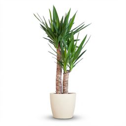 Yucca Elephantipes met Potter wit (8721042062949)