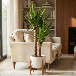 Yucca Elephantipes met Potter wit (8721042062949)