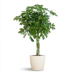 Schefflera Arab Nora met Potter wit (8721042063564)