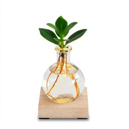 Glowplant - Clusia in vaasje met lampje (8717517852504)