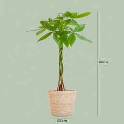 Pachira Aquatica met Zeegras mand naturel (8721042063267)