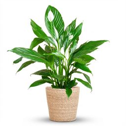 Spathiphyllum met Mand Zeegras naturel (8721042063526)