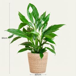 Spathiphyllum met Mand Zeegras naturel (8721042063526)