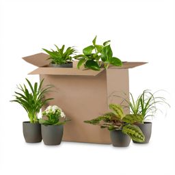 Groene Tweede Kans Box (6 stuks) - incl. 6 x pot Potter zwart (8721042064288)