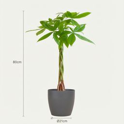 Pachira Aquatica met Potter grijs (8721042063281)