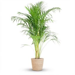 Areca Palm (Dypsis) met Zeegras mand naturel (8721042063076)