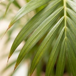 Areca Palm (Dypsis) met Zeegras mand naturel (8721042063076)