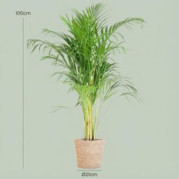 Areca Palm (Dypsis) met Zeegras mand naturel (8721042063076)