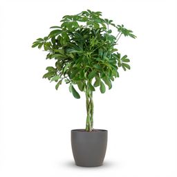 Schefflera Arab Nora met Potter grijs (8721042063571)