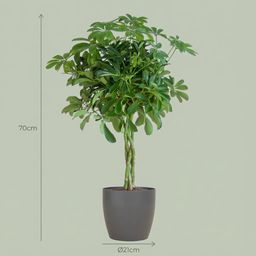 Schefflera Arab Nora met Potter grijs (8721042063571)