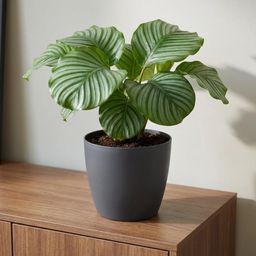 ELHO Brussels rond 25cm antraciet (8711904072377)