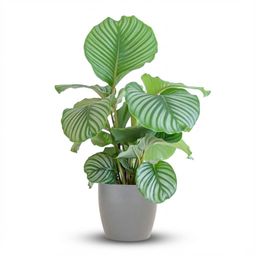 Calathea Orbifolia met Potter grijs (8721042063175)