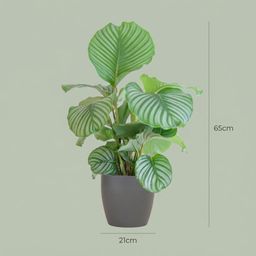 Calathea Orbifolia met Potter grijs (8721042063175)