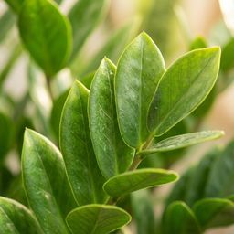 Zamioculcas Zamiifolia met Zeegras mand naturel (8721042062987)