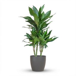 Dracaena Janet Lindt met Potter grijs (8721042063229)