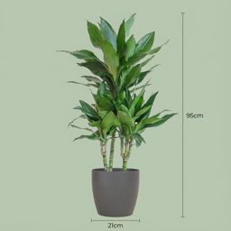 Dracaena Janet Lindt met Potter grijs (8721042063229)