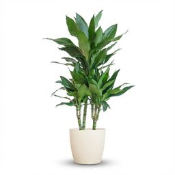 Dracaena Janet Lindt met Potter wit (8721042063212)