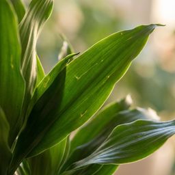 Dracaena Janet Lindt met Potter wit (8721042063212)