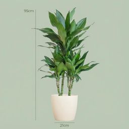 Dracaena Janet Lindt met Potter wit (8721042063212)