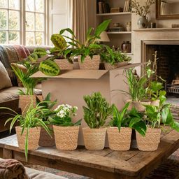 Groene Tweede Kans Box (12 stuks) - incl. 12 x mand Zeegras (8721042064264)