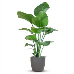 Strelitzia Nicolai met Potter pot grijs (8721042063311)