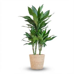 Dracaena Janet Lindt met Zeegras mand naturel (8721042063236)