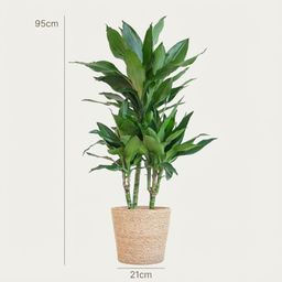 Dracaena Janet Lindt met Zeegras mand naturel (8721042063236)