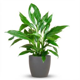 Spathiphyllum met Potter grijs (8721042063519)
