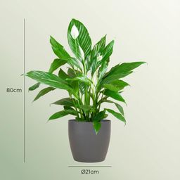 Spathiphyllum met Potter grijs (8721042063519)