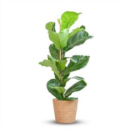 Ficus Lyrata met Mand Zeegras naturel (8721042063342)