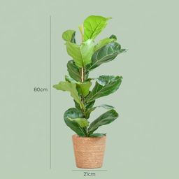 Ficus Lyrata met Mand Zeegras naturel (8721042063342)