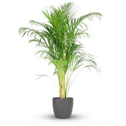 Areca Palm (Dypsis) mit Potter Grijs (8721042063090)