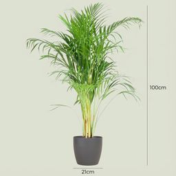Areca Palm (Dypsis) mit Potter Grijs (8721042063090)