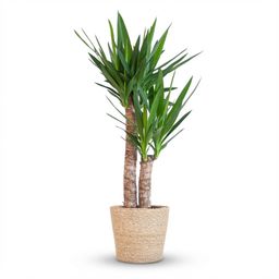 Yucca Elephantipes met Zeegras mand naturel (8721042062932)