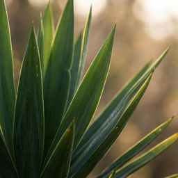 Yucca Elephantipes met Zeegras mand naturel (8721042062932)