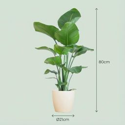 Strelitzia Nicolai met Potter pot wit (8721042063304)