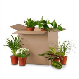 Groene Tweede Kans Box (6 stuks) (8721042064271)