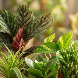 Groene Tweede Kans Box (6 stuks) (8721042064271)