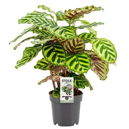 Calathea Makoyana (28900)