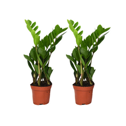 Zamioculcas Zamiifolia - 2 stuks - ø12cm (25579)