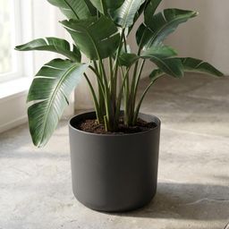 Elho B.for soft Antraciet (8711904233785)