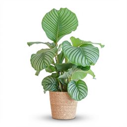 Calathea Orbifolia met Zeegras mand naturel (8721042063151)