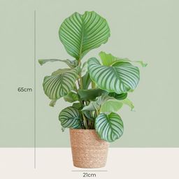 Calathea Orbifolia met Zeegras mand naturel (8721042063151)