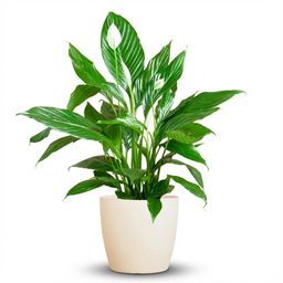 Spathiphyllum met Potter wit (8721042063502)