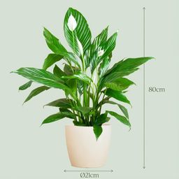 Spathiphyllum met Potter wit (8721042063502)