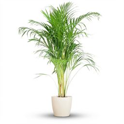 Areca Palm (Dypsis) met Potter wit (8721042063083)