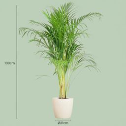 Areca Palm (Dypsis) met Potter wit (8721042063083)