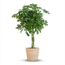 Schefflera Arab Nora met Mand Zeegras naturel (8721042063557)