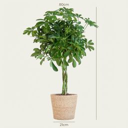 Schefflera Arab Nora met Mand Zeegras naturel (8721042063557)